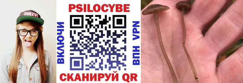 Галлюциногенные грибы Psilocybine cubensis  купить закладку  Александровск 